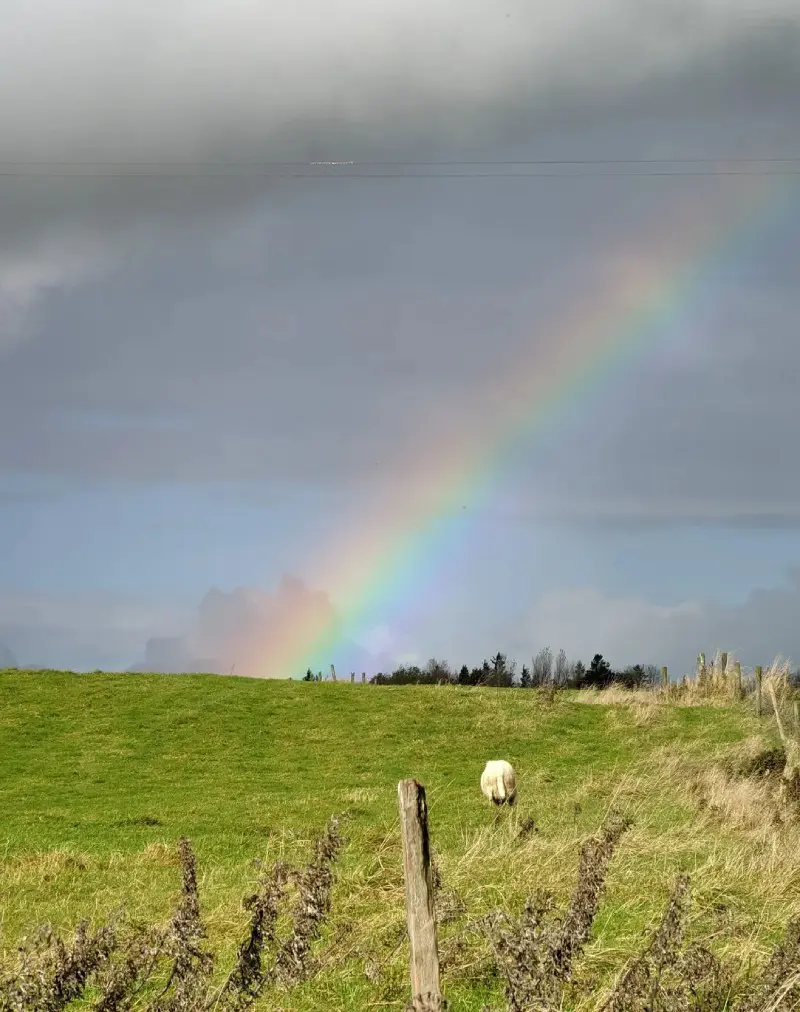 A rainbow is seen in the sky over a field.